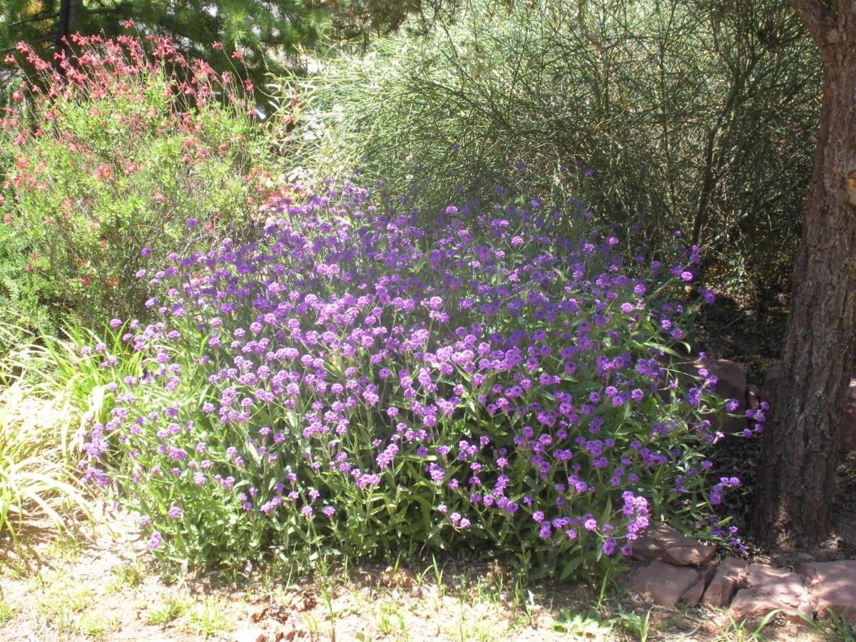 Alma De Sedona Inn B&B Εξωτερικό φωτογραφία